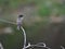 Eastern Phoebe bird perched on a branch of a tree, with an array of green leaves in the background