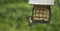 Eastern Phoebe Eating from a Feeder Hanging on