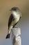 Eastern Phoebe perched on a wooden post - Florida