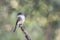 Eastern Phoebe (Sayornis phoebe)