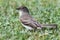 Eastern Phoebe (Sayornis phoebe)