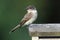 Eastern Phoebe (Sayornis phoebe)