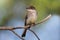 Eastern Phoebe (Sayornis phoebe)