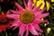 Eastern Pink Coneflower Blooming Macro