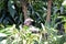 Eastern plaintain eater, Uganda