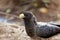 Eastern plantain-eater Crinifer zonurus