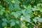 Eastern Poison Ivy â€“ Toxicodendron radicans