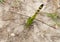 Eastern Pondhawk