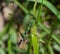 Eastern Pondhawk