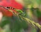 Eastern Pondhawk Dragon Fly