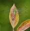 Eastern Pondhawk Dragonfly