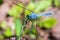 Eastern pondhawk dragonfly Erythemis simplicicollis, front view - Bluebird Springs Park, Homosassa, Florida, USA