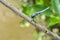 Eastern Pondhawk dragonfly is taking a short rest