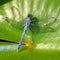 Eastern Pondhawk (Erythemis simplicicollis)