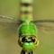 Eastern Pondhawk II