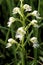 Eastern Prairie Fringed Orchid   31914