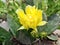 Eastern prickly pear cactus flower