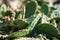 Eastern prickly pear cactus, Opuntia compressa