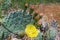 Eastern Prickly Pear, Cactus, Yellow flower