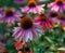 Eastern purple coneflower