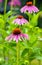 Eastern purple coneflower known as hedgehog coneflower native to North America in open park