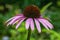 Eastern Purple Coneflower â€“ Echinacea purpurea