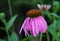 Eastern Purple Coneflower â€“ Echinacea purpurea