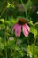 Eastern Purple Coneflower â€“ Echinacea purpurea