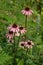 Eastern Purple Coneflowers â€“ Echinacea purpurea