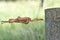 Eastern Rat Snake on fence post and Barbed wire