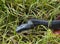 Eastern rat snake looking for a prey.