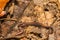 Eastern Red-backed Salamander- Plethodon cinereus