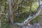 Eastern Red Cedar growing in an interdunal meadow in a freshwater sand dune ecosystem - Ontario, Canada