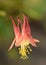 Eastern Red Columbine