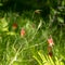 Eastern Red Columbine Wild Columbine, Aquilegia canadensis, Minnesota wildflower