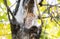 Eastern Red Morph Screech-Owl Megascops asio in Ash Tree