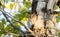 Eastern Red Morph Screech-Owl Megascops asio in Ash Tree