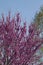 Eastern Redbud Blossoms - Cercis canadensis