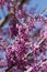 Eastern Redbud Blossoms - Cercis canadensis