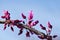 Eastern Redbud Cascading Hearts