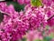 Eastern Redbud - Cercis flowers on the tree.