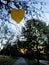 Eastern Redbud with Heart Shaped Leaves in Fall Autumn in Raleigh, North Carolina