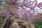 Eastern redbud tree flowering