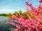 Eastern redbud tree near a lagoon. Nature preserve landscape. Pink flowers.