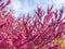 Eastern Redbud Tree Pink Bloomed Flowers