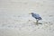 Eastern Reef Egret