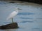 Eastern reef egret or Pacific reef heron Egretta sacra