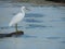 Eastern reef egret or Pacific reef heron Egretta sacra