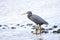 Eastern Reef Egret - Queensland, Australia