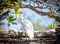 Eastern Reef Egrets sheltering from sun under tree branches